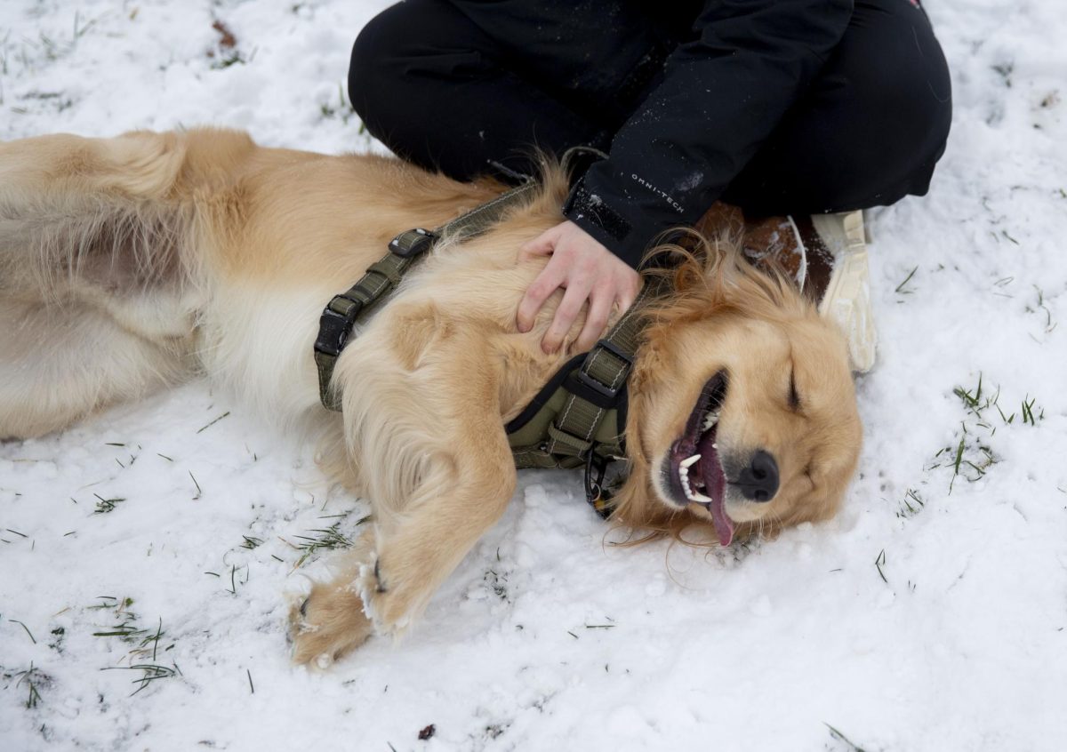 Chuchitas the dog gets pet by a student while he enjoys laying in the snow outside of Van Meter Hall on February. 19, 2025. 